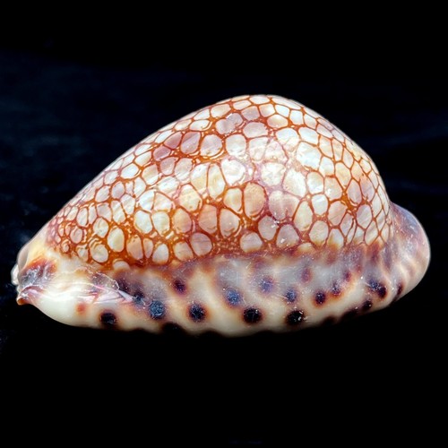 Cyprea historia harlequin - cyprea,