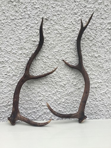 Red deer stag antlers - stag,