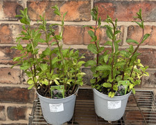 Mentha Piperata Peppermint