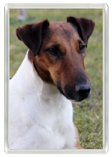 Smooth fox terrier - fox,