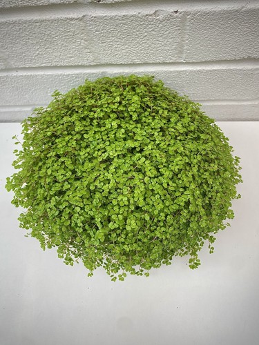 Soleirolia helxine green - soleirolia, mind