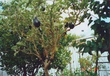 SOLANUM TORVUM - EGGPLANT