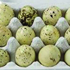 Fresh n Tasty Jumbo Coturnix