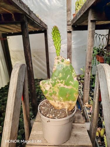 Opuntia gomei old mexico - gomei, 'old