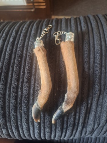 Taxidermy muntjac foot - taxidermy,