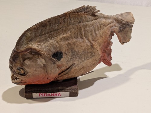 Taxidermy piranha fish - piranha,