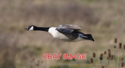 Photo canada goose - in, flight