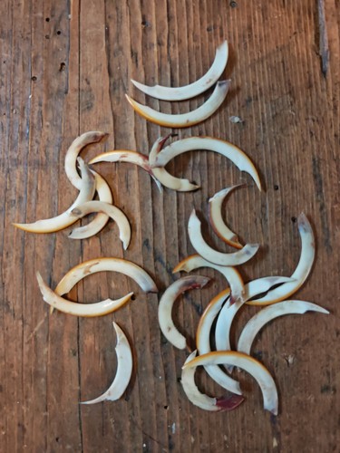 Squirrel teeth insisors upper - squirrel,