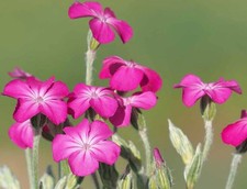 Rose Campion seeds (Lychnis