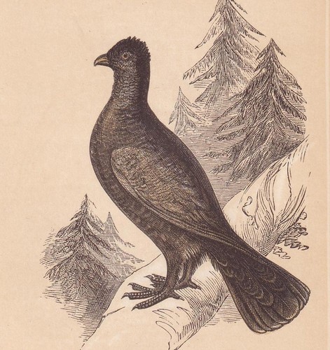 1851 capercaillie wood - 1851, (wood