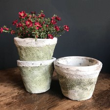 3 x Aged White Stone Plant