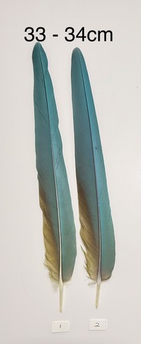 Parrot macaw feather crafts - macaw,