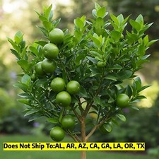 Persian (Bearss) Lime Tree