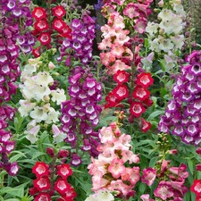 Penstemon arabesque gr20 - penstemon,
