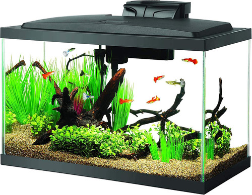 Aquarium fish tank - fish, starter