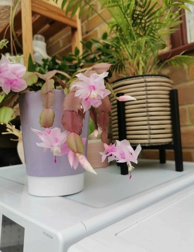 Schlumbergera christmas cactus - christmas,