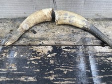 Pair cow horns taxidermy - horns,