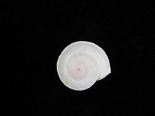 Land snail theba planata - theba,