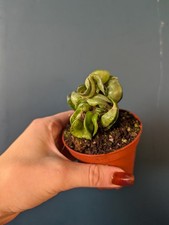 Hoya Compacta Mauna Lao Rare