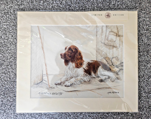 Brown springer spaniel - brown, print
