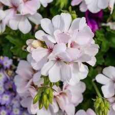 2 x Geranium Trailing Ivy Leaf