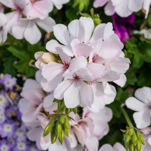 Geranium trailing ivy leaf - geranium,