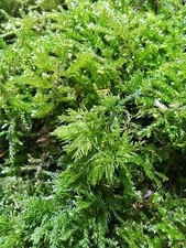 Fresh living green flat carpet - living,