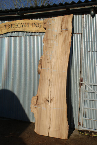 Large english elm slab - large,