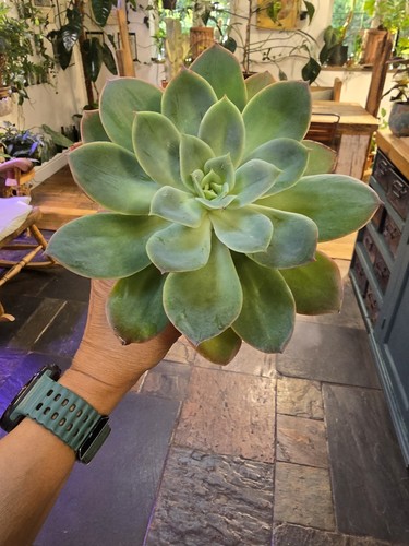 Green echeveria rosette - green,