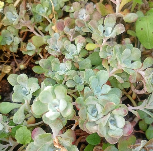 Sedum spathulifolium purpureum