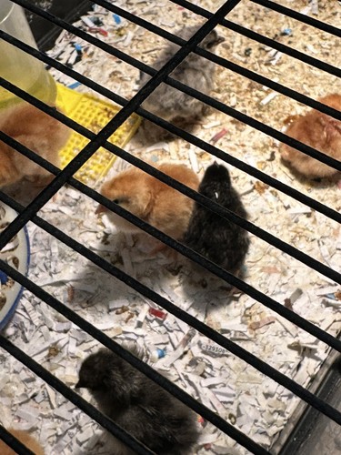 Fresh exposed hatching - +,