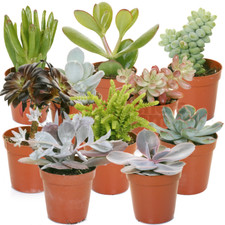 Succulent mix plants - mix,