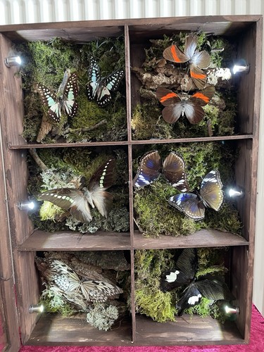 Glass entomology specimen - glass,
