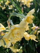 Daffodil primrose beauty - 10, beauty'