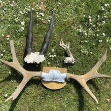 Taxidermy Eland Antelope Horns On Skull, Mounted Moose Antlers, Roe Deer Skull