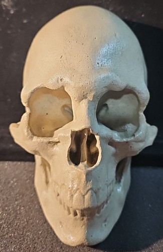 Concrete human skull - concrete, tile