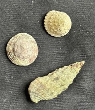 3 Empty Sea Shells Marine Snails Shells For Hermit Crabs Small Medium