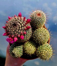 Mammillaria Matudae | Pink
