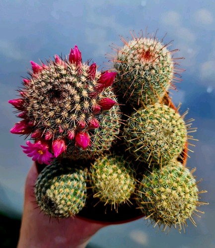 Mammillaria matudae pink - mammillaria, |
