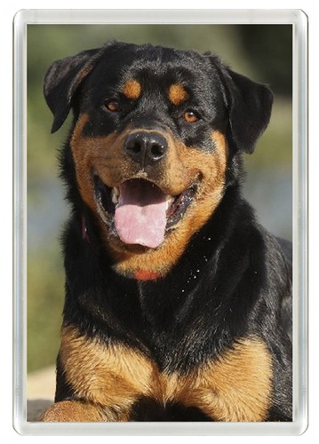 Rottweiler dog fridge magnet - fridge,