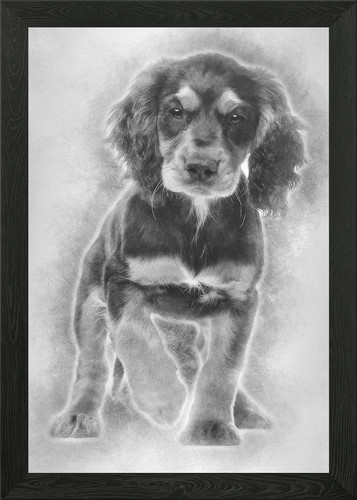 Working cocker spaniel - working,
