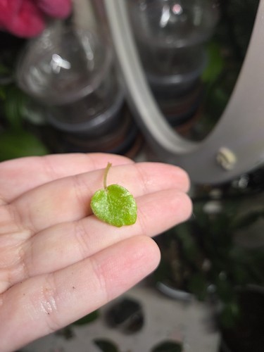 Rare begonia rouge - 🤍rare🤍,