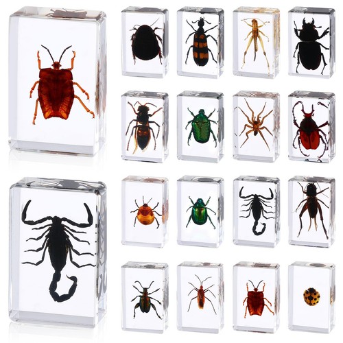 Pcs real insect - real,