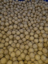 5kg Maple Nut Boilies 16mm