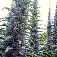 Echium pininana – 20 Seeds
