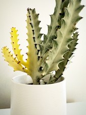 Euphorbia Lactea “White Ghost” Rare Cactus Houseplant. 