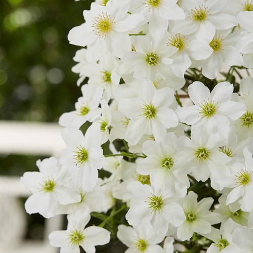 Hardy perennial clematis - hardy,