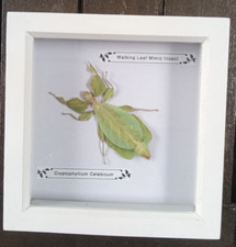 Taxidermy Real Framed Leaf