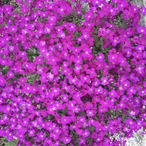 Aubretia cascade red - cascade, plug
