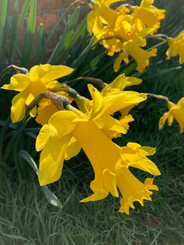 Daffodil king alfred - daffodil, alfred'